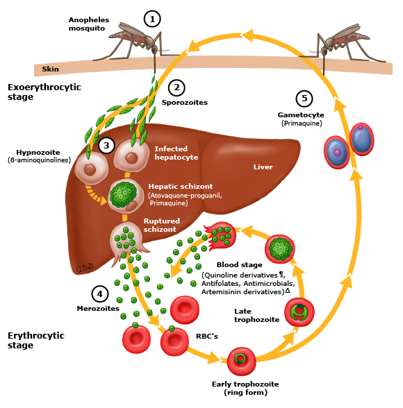 Malaria kills someone every 60 seconds in the Developing World. A new vaccines shows promise, using CRISPR/Cas9 to disarm the causative pathogen. This week's Talking Biotech Podcast.  share.transistor.fm/s/b7b7d49a