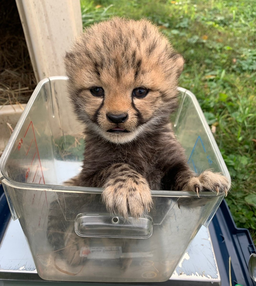 NationalZoo's tweet photo. 🌿🐆🐆🌿Last week, cheetah Amani moved her cubs into some tall grasses in their yard. Keepers report the family is doing great! 👉Catch up with our cheetah family and don't miss an adorable clip of Amani practicing picking the cubs up. 😍 #CheetahCubdate: https://t.co/r0Ltlzc4Dk. https://t.co/HGUynWnFfD