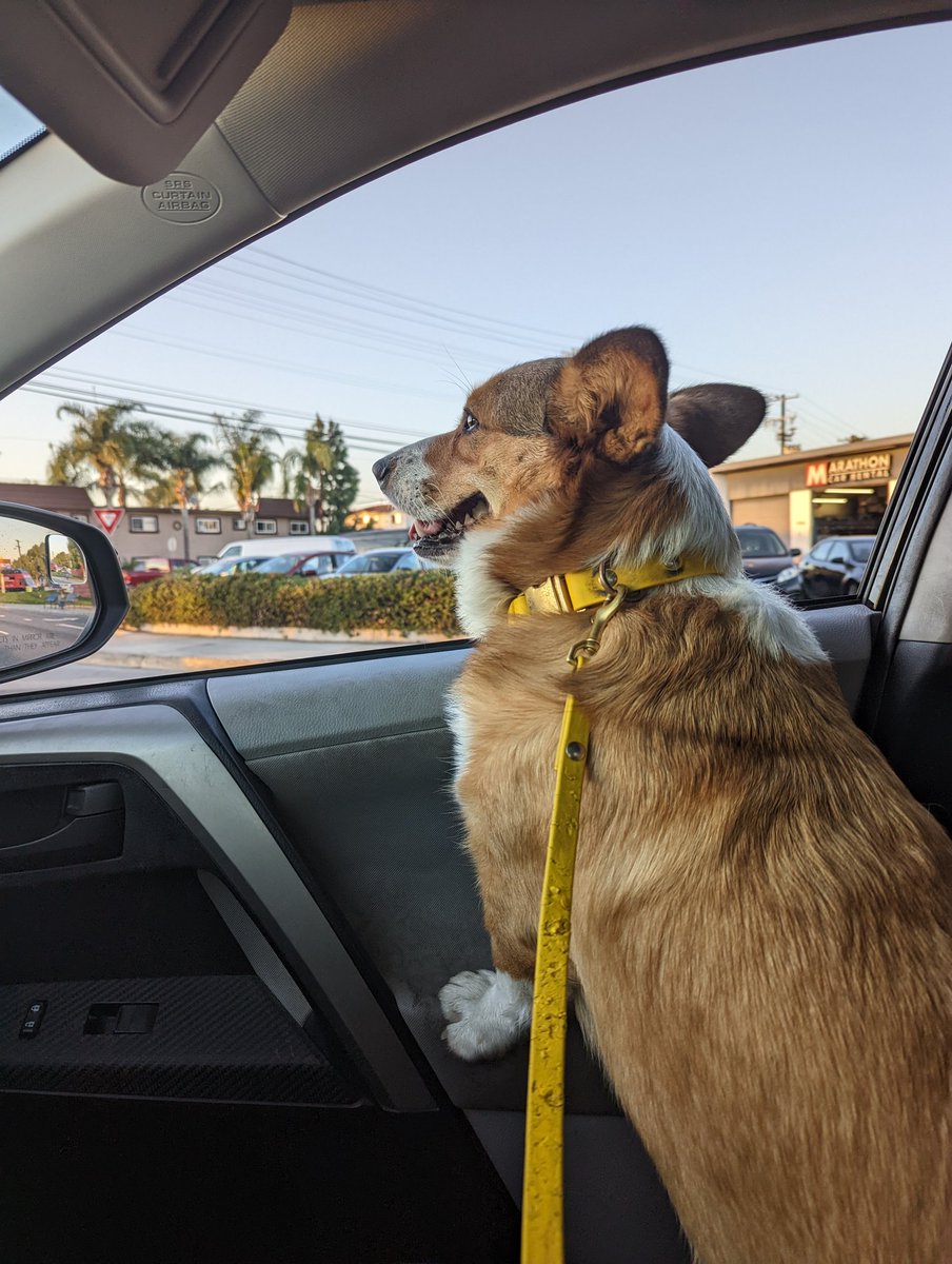 reesethecorgiii's tweet photo. Ready for weekend adventures. What do you have planned for this spoopy weekend? #CorgiCrew #dogsoftwitter https://t.co/NbLKPN3oG2