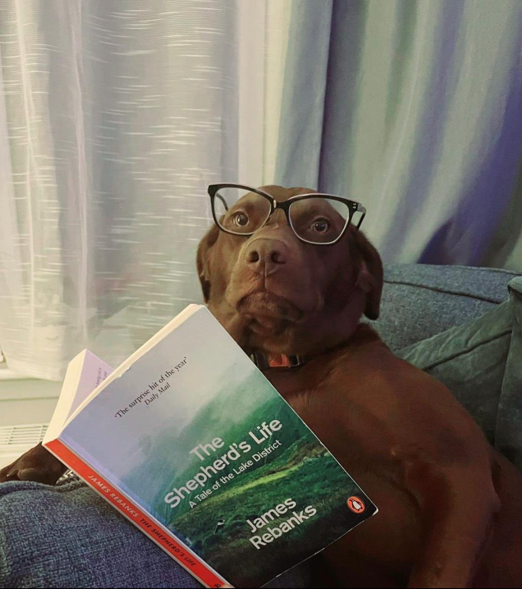 EnglishPhs's tweet photo. Mr Rowan’s dog Pippin has been #PHScaughtreading https://t.co/9MmKJaFRUP