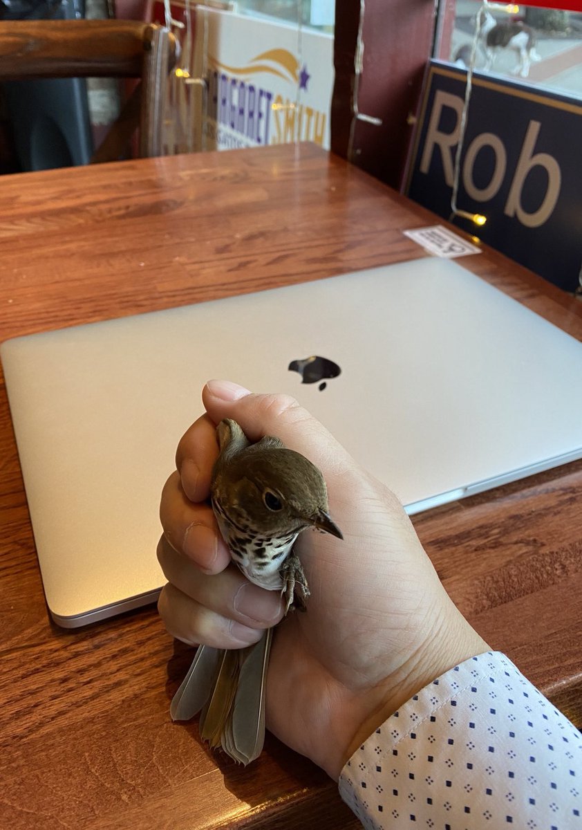 mrJackLevin's tweet photo. When meeting with #EthereumPOW team, we talked about the spirit of Satoshi, a small bird flew in the cafe and landed on our table… https://t.co/Z2cgRPHgKS