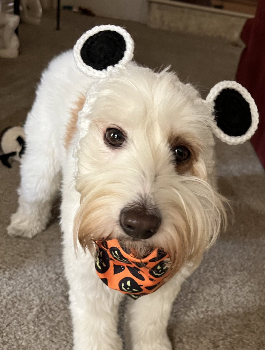 I can’t decide! Deer or Panda? #dogcostume #Halloween