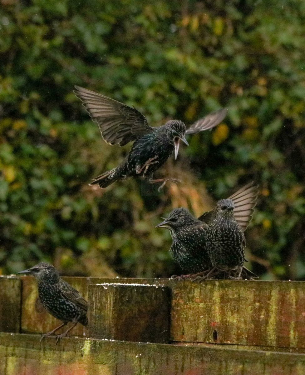 JRShots1's tweet photo. Starling Feeding Time in #Castlebar #CoMayo #birdwatchireland #mooneygoeswild #nature #westofireland https://t.co/ZfRFipO6zP