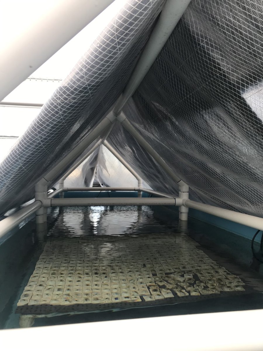 NSUmarinelarval's tweet photo. Did you know that we keep older coral recruits in our outdoor nursery!? We use tarps supported by A-frames to keep possible rain out and to shade our tanks to reduce light intensity so its the perfect conditions for baby corals! #NSUcoralnursery #growout https://t.co/9C62hTqIze