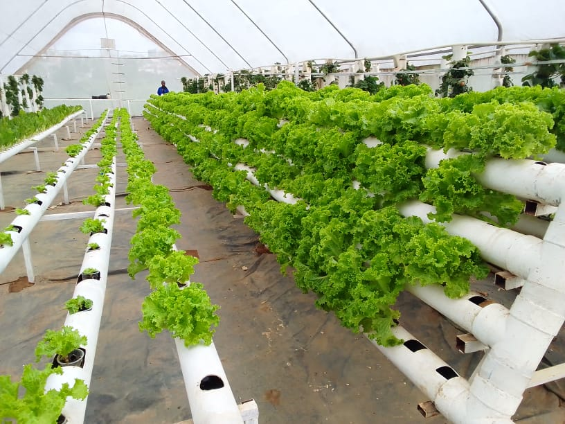 Are you interested in modern Hydroponic greenhouse farming technology, like and retweet.