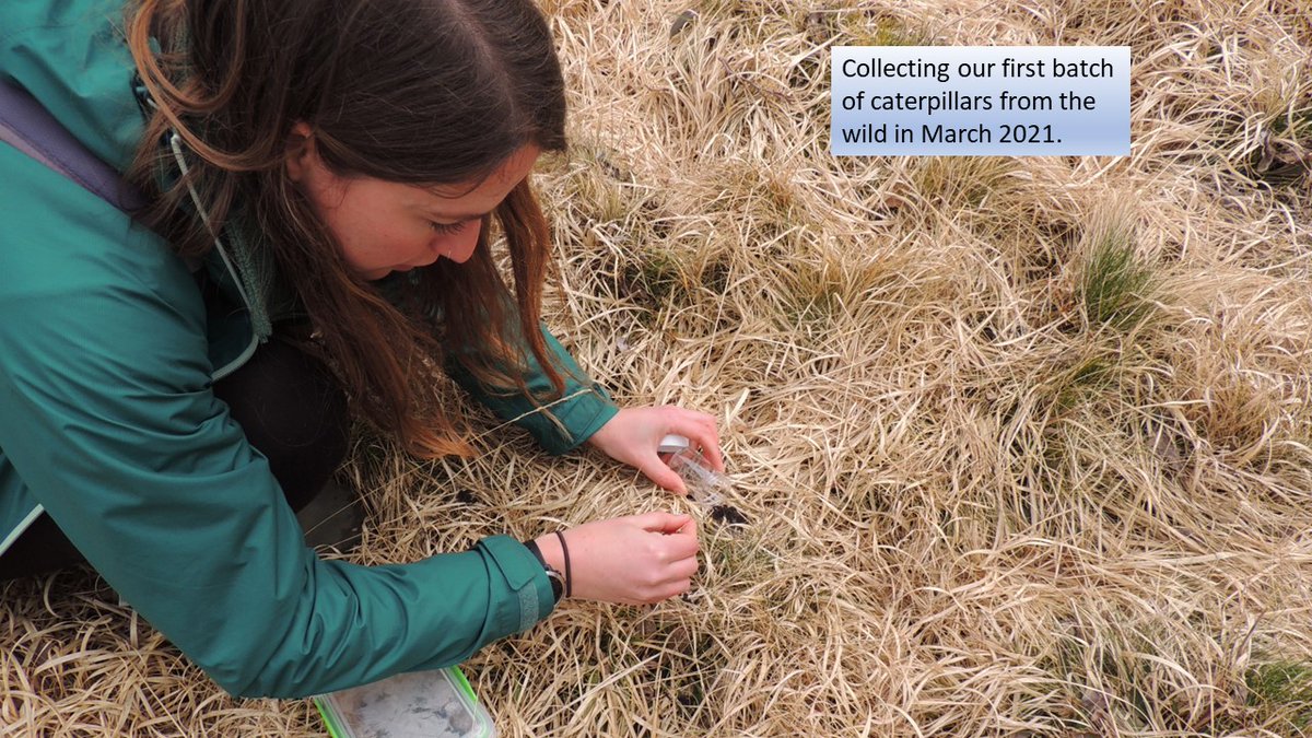 INCCymru's tweet photo. Lovely to be part of #AutumnWatch last night to showcase the marsh fritillary project. A huge thanks to all the @BBCSpringwatch team. Thanks also to volunteers, farmers, landowners and funders for all the support. Thank you. Here are some of our most memorable moments so far... https://t.co/gh2gtmT0F3