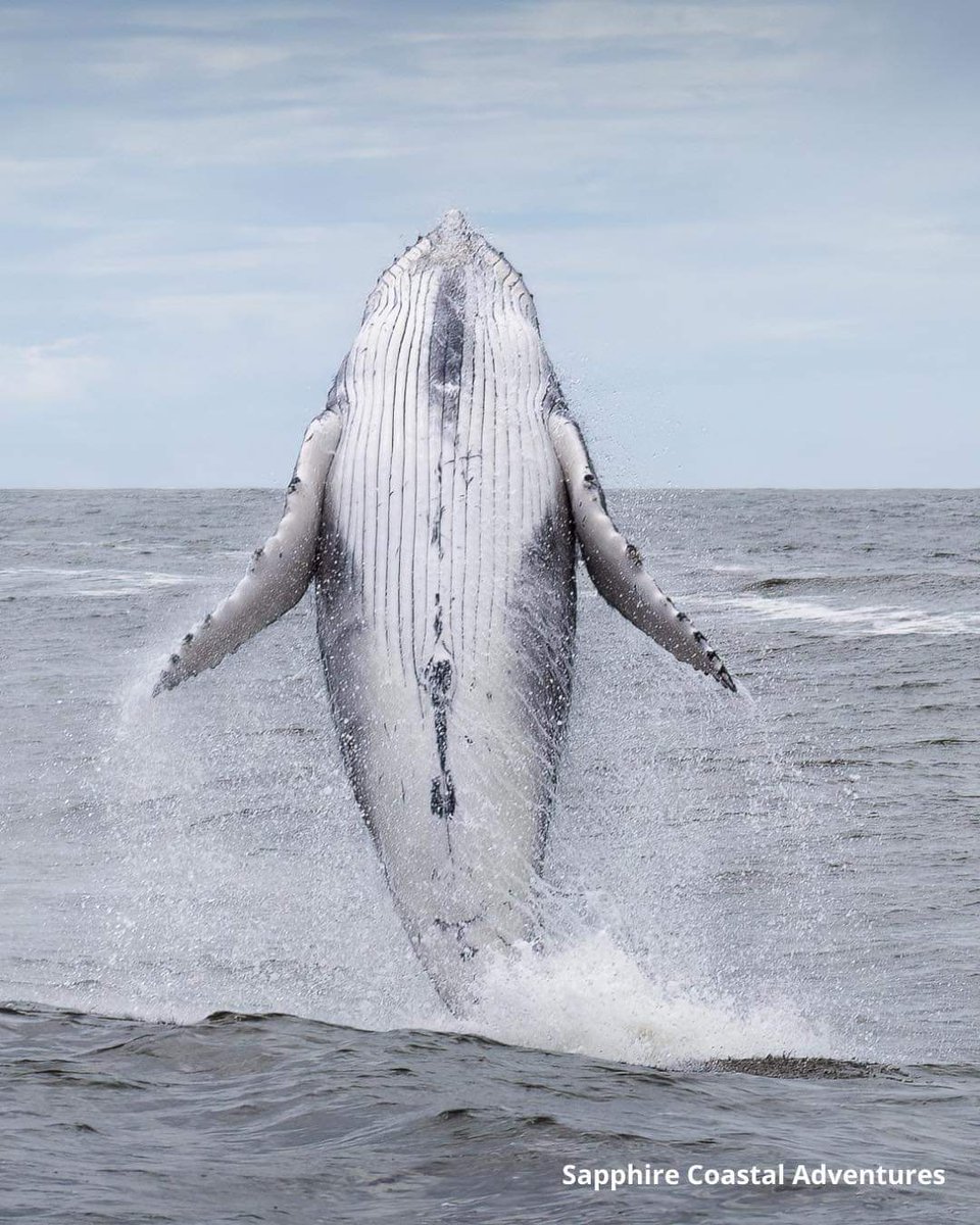 🚀 Avez-vous vu une bébé baleine voler ? 

🐋 Eh bien, voilà ! Sur ces superbes clichés en provenance d’Australie, on vous souhaite un bon vendredi ! 

📸 Sapphire Coastal Adventures