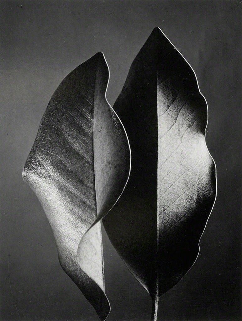 AestheticaMag's tweet photo. #InsightOfTheDay Ruth Bernhard

"Fall in love. Every day. With everything. With life. If you can fall in love, you can be a photographer. I think that is absolutely essential." https://t.co/rRnAaPJwCx