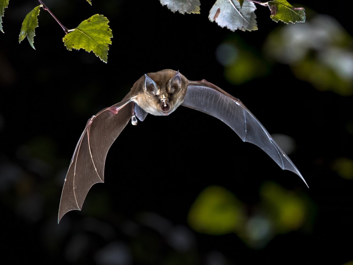 ON TONIGHT!! Join us for more bats and birdlife in the final episode of this year's BBC Autumnwatch LIVE from Teifi Marshes! 🦇 👉Tune in at 9:30pm to watch on BBC 2 Wales or 8pm on BBC iPlayer! @BBCSpringwatch @IoloWilliams2 #autumnwatch