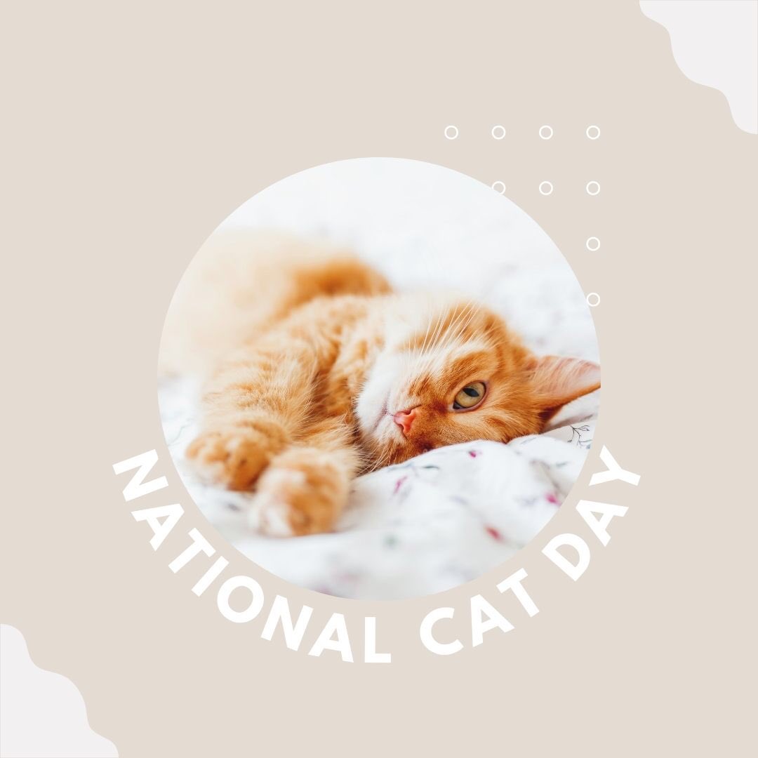We are a big fan of #cats here @imagedrycleaners. National Cat Day is on October 29th. Created to bring awareness to the number of cats that need to be rescued each year. 
Owning a cat improves mental health, relieves anxiety &amp; depression, go and adopt one today. <a href="/care4catsibiza/">Care4CatsIbiza</a>