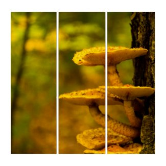 LowellMcnamara's tweet photo. https://t.co/z1TsqbAfMp #triptych #mushrooms #MushroomBeauty #Nature #LookAgain #LookAgainPhotography #Zazzle Original photography by Daniel McNamara https://t.co/o2HXyTTzmj