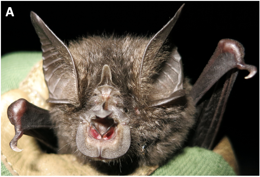 Rediscovered in Rwanda's 🇷🇼#Nyungwe National Park the Hill’s horseshoe 🦇, 𝘙𝘩𝘪𝘯𝘰𝘭𝘰𝘱𝘩𝘶𝘴 𝘩𝘪𝘪𝘭𝘭𝘪, a #critically #endangered #species, not seen in 40 years <a href="/GBIF/">GBIF @biodiversity.social/@gbif</a>  #BatWeek 

More info🦇🔎
1⃣bdj.pensoft.net/article/83546/
2⃣newtimes.co.rw/article/194194…
