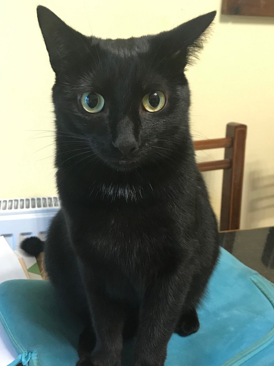 lizhedgecock's tweet photo. *Rings bell* Hear ye, hear ye! 
I'll be at @WriteBlendbooks tomorrow afternoon 2-4 with @InnerCraftiness! There'll be reading from my picture book, Perkins the Halloween Cat, and Halloween-themed crafts - why not pop in and say hello? My cat Luna thinks you should... https://t.co/7EGyMdD7Xh