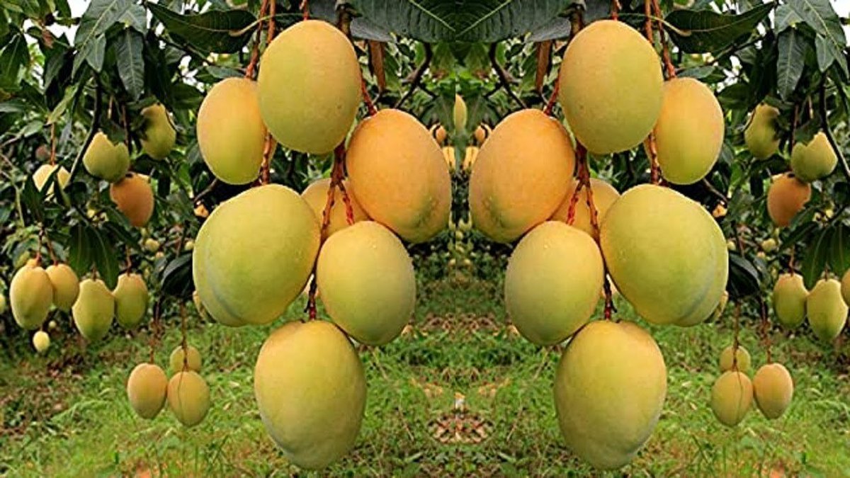 Mango farming is a profitable business. At 1 hectare, you harvest 16 tons of 🥭
