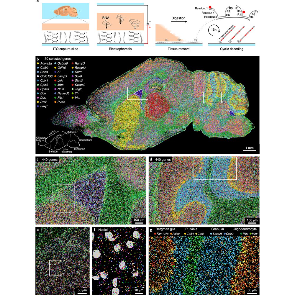 NaturePortfolio's tweet image. A @NatureBiotech paper presents a method called EEL FISH that profiles spatial transcriptomes in single cells in large, complex tissue samples. go.nature.com/3Rfr1NJ
