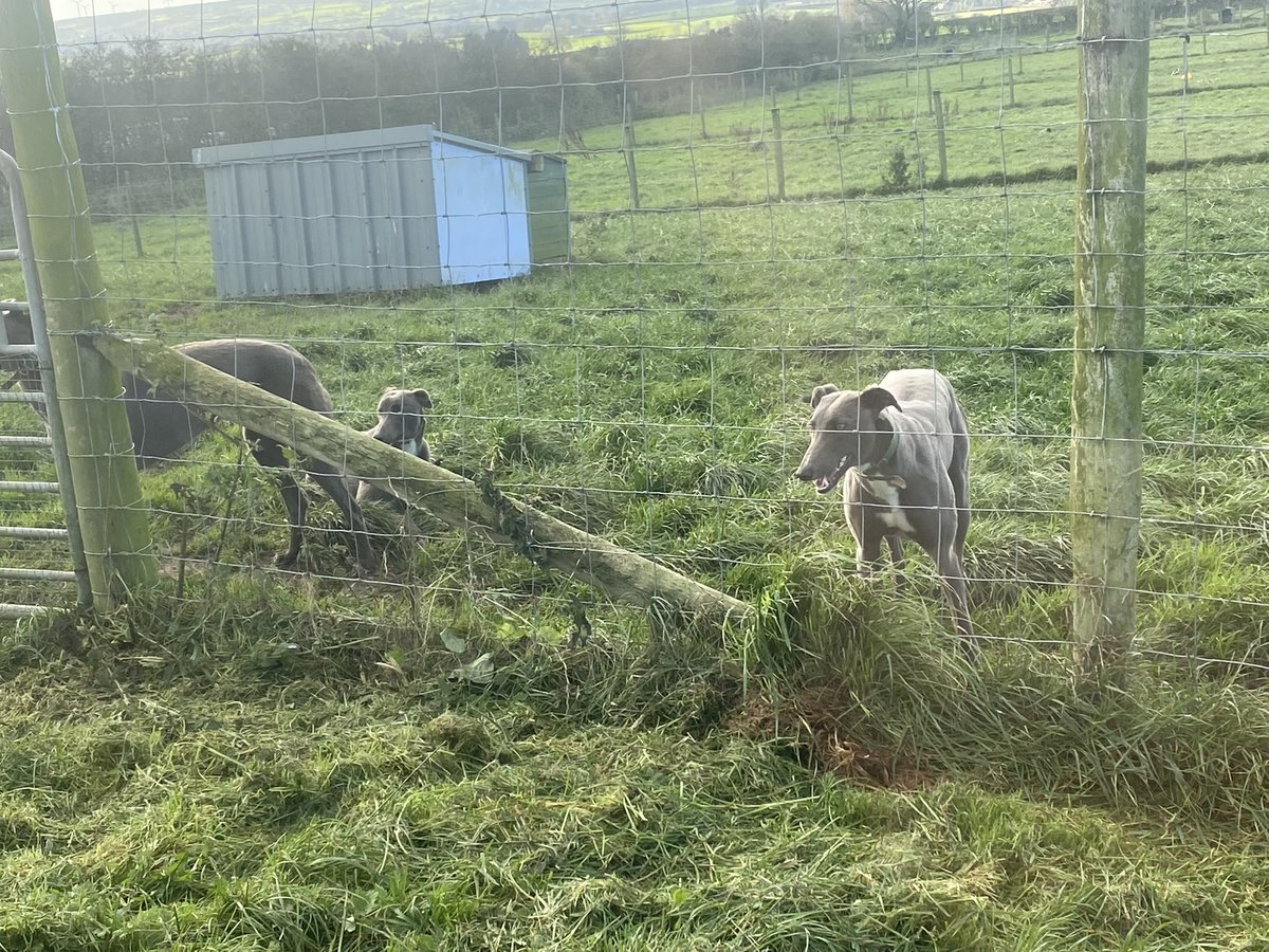 DodgyATCC's tweet photo. I had the pleasure of meeting the “Orange breeding” team on Tuesday with a day trip to NIreland!!
Thank you Noel and Jimmy and the lovely Orange Theresa  (who’s either Mum or Gran to 12 dogs we’ve had off them)! https://t.co/qsjAohE0VQ