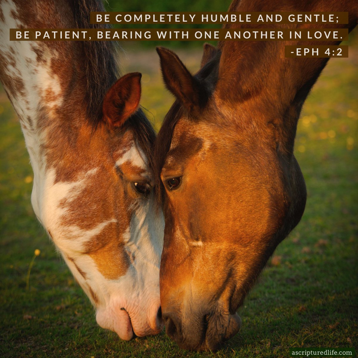 Be completely humble and gentle; be patient, bearing with one another in love. Eph 4:2