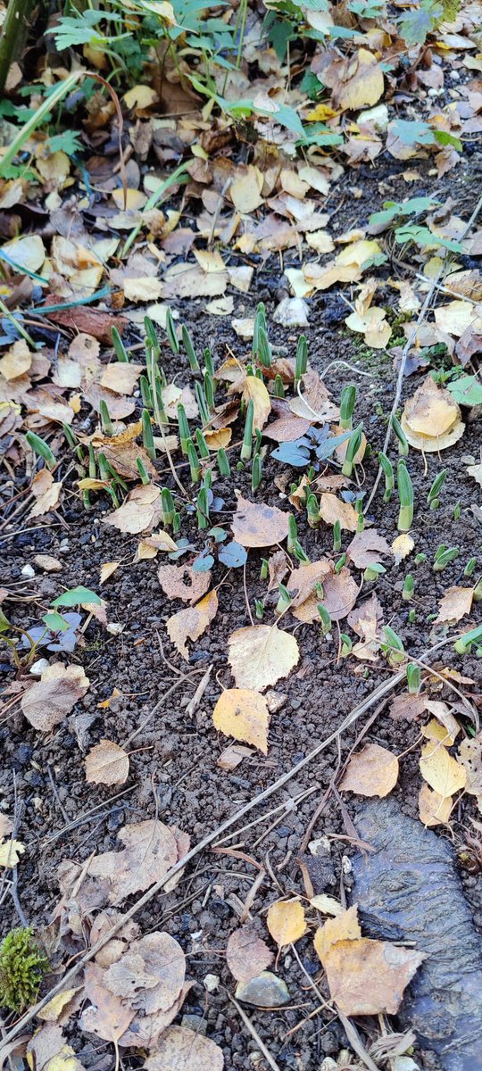 My mum just informed that she’s got daffodils coming through in the garden (in Hampshire). This is terrifying. <a href="/BBCSpringwatch/">BBC Springwatch</a> <a href="/ChrisGPackham/">Chris Packham</a> I thought you’d appreciate this info.