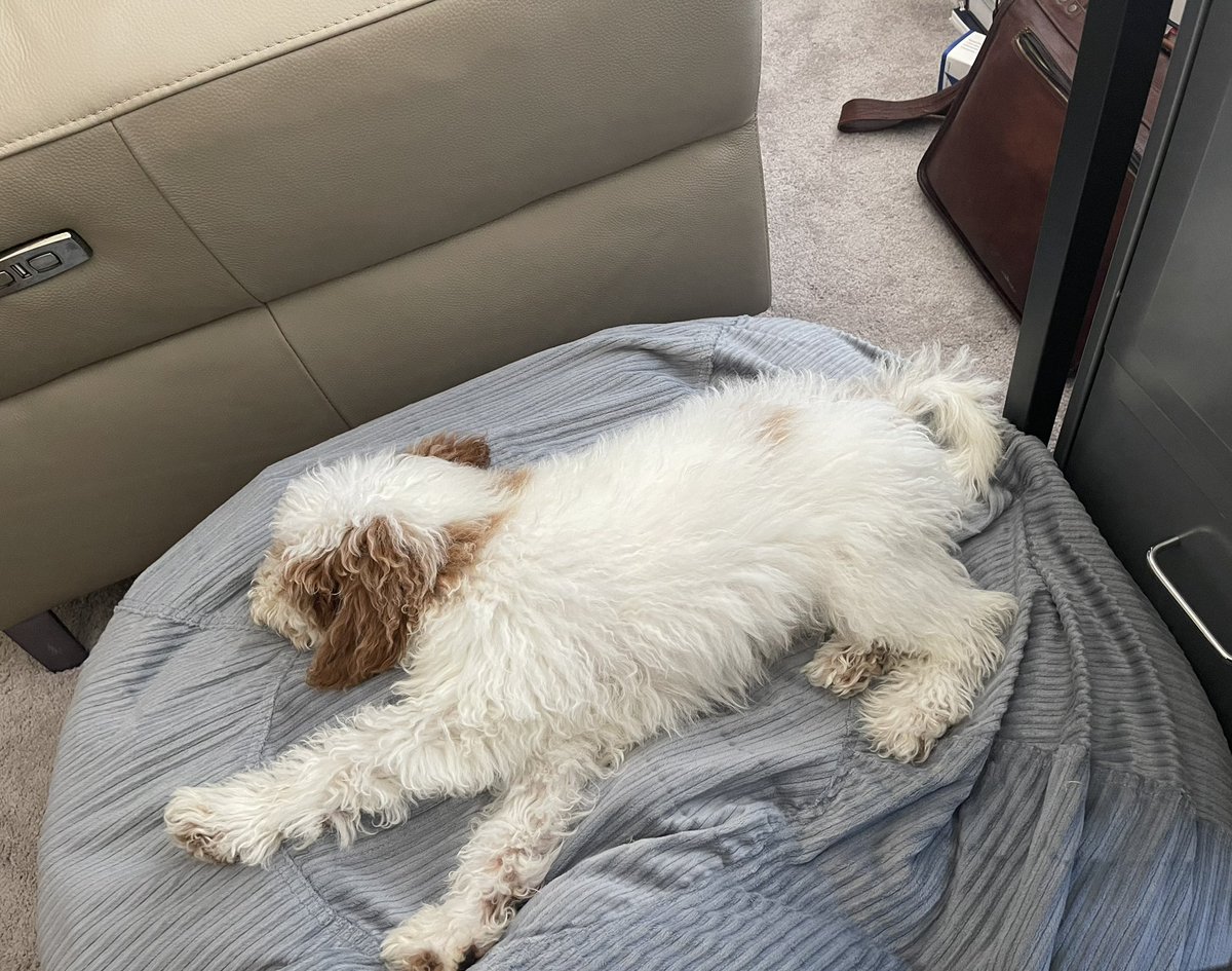 It may not look like it, but Esquire🐶 is currently earning his honorary JD lol