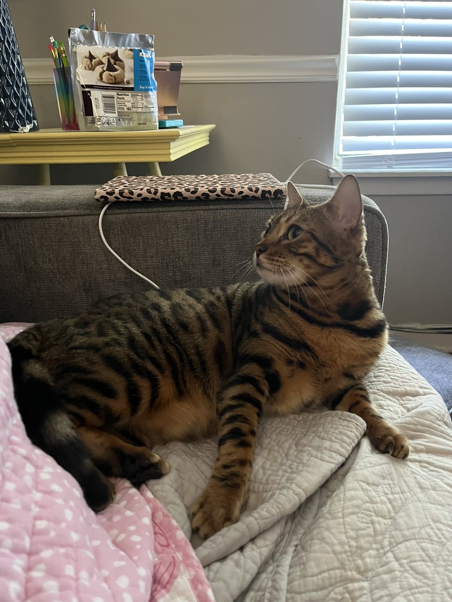 Happy Friday! Just hangin out on the couch 😻😻😻 😽🐾✨🐆😽🐾✨🐆💜💜 love mew my friends #cats #CatsofTwittter #TeamBengal #CatsOnTwitter #fridaymorning