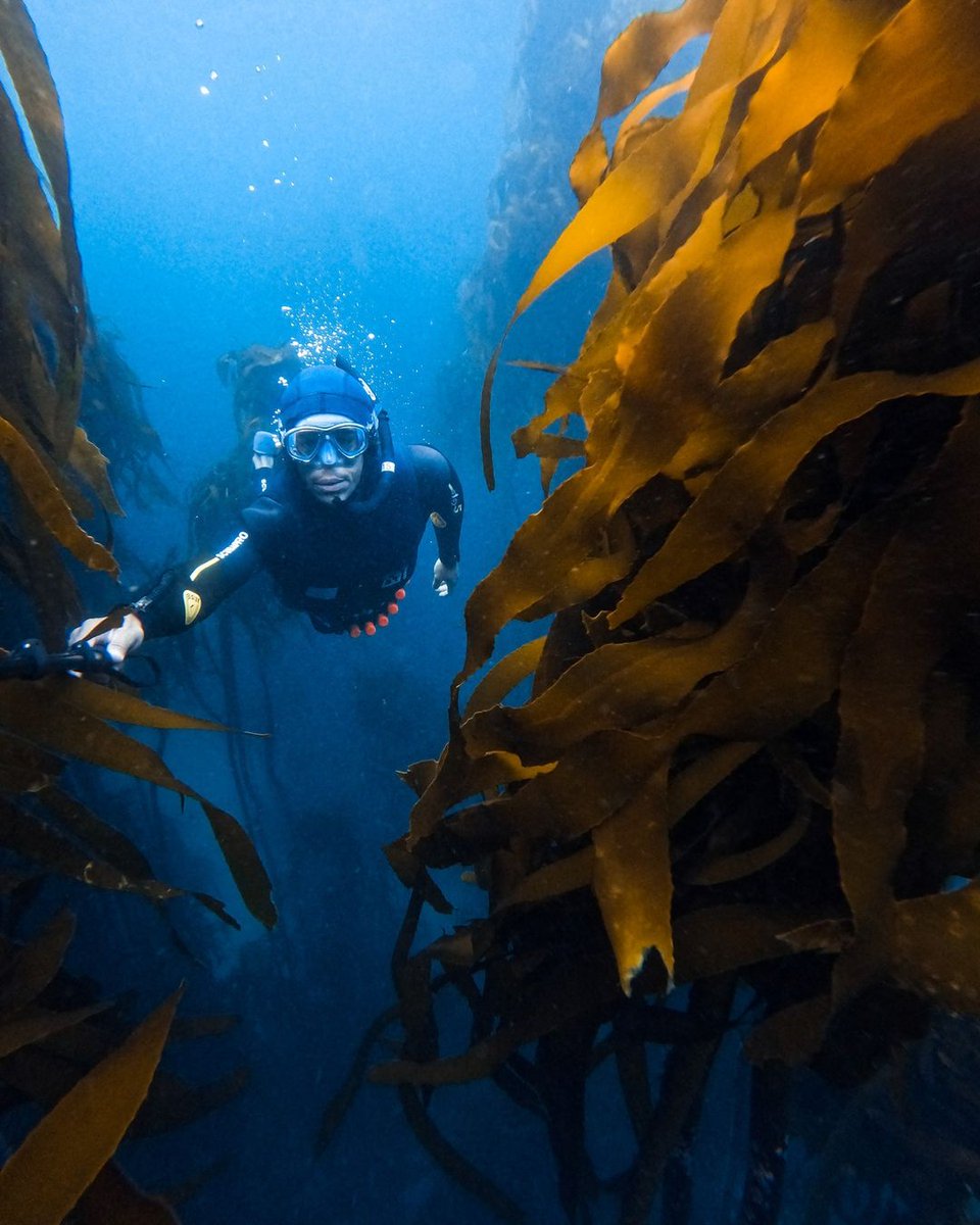 GoProUK's tweet image. Leaves of the ocean. 🌿 

#GoProFamily member nickpescetto (IG) + #GoProHERO11 Black snorkelled their way through the underwater forests of Cape Town. 🐠

#GoPro #Diving #FreeDiving #Kelp #KelpForest #UnderwaterPhotography