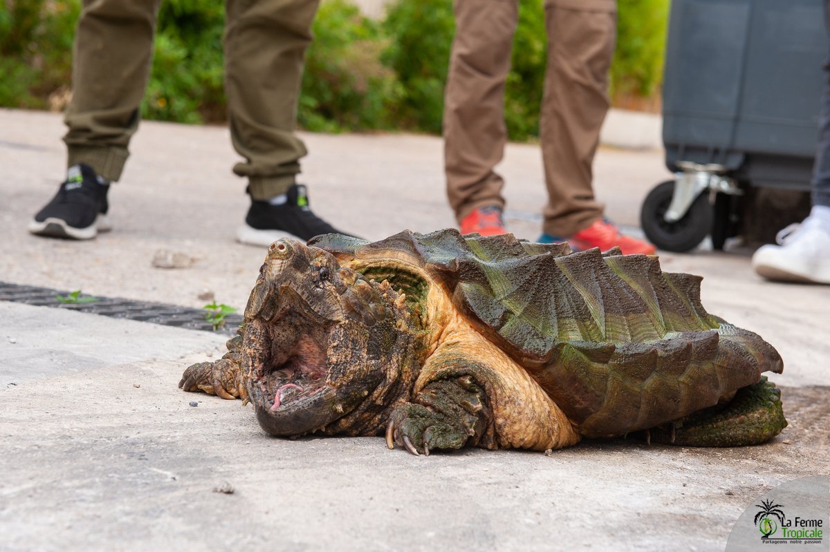 FermeTropicale's tweet photo. Les spécimens en vente sont souvent des jeunes de l'année ne dépassant pas quelques centimètres, mais ne vous y trompez pas : Macrochelys temminckii est un animal spectaculaire pouvant atteindre plus de 100Kg, et à la dangerosité réelle. Un CDC et une AOE sont obligatoires. https://t.co/qGFciw19u7