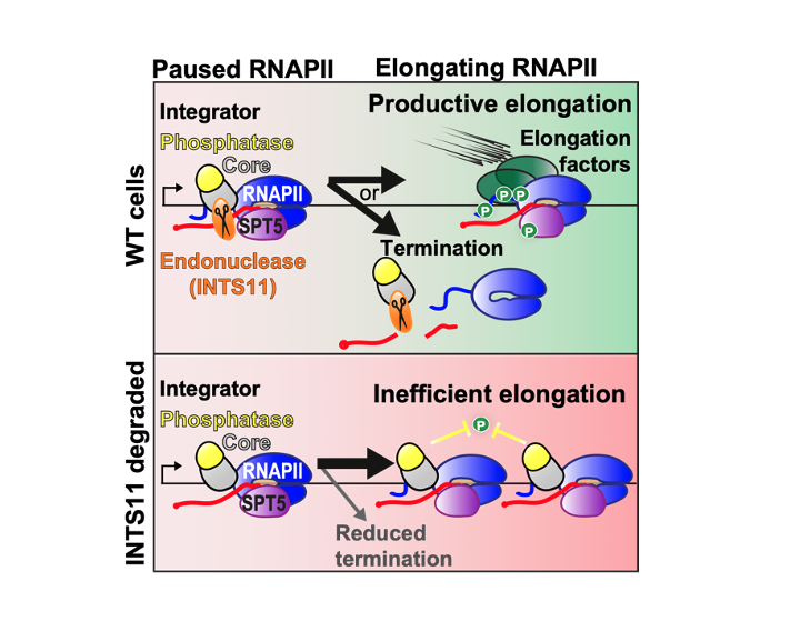 chadbstein's tweet photo. In sum, we now think of Integrator as a complex that governs the global balance between RNAPII pause release and premature termination, which affects all RNAPII-transcribed loci in the same way. (7/8) https://t.co/fqLpyxIQeh