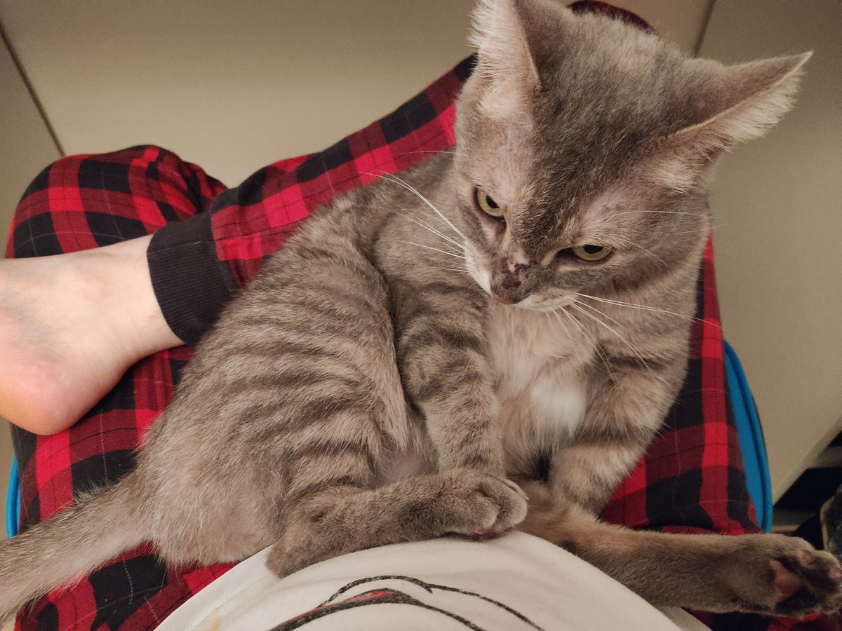 triodechats's tweet image. Au secours, Mapa m'emmène chez la blouse demain aux aurores au lieu qu'on fasse les chats dans le lit !