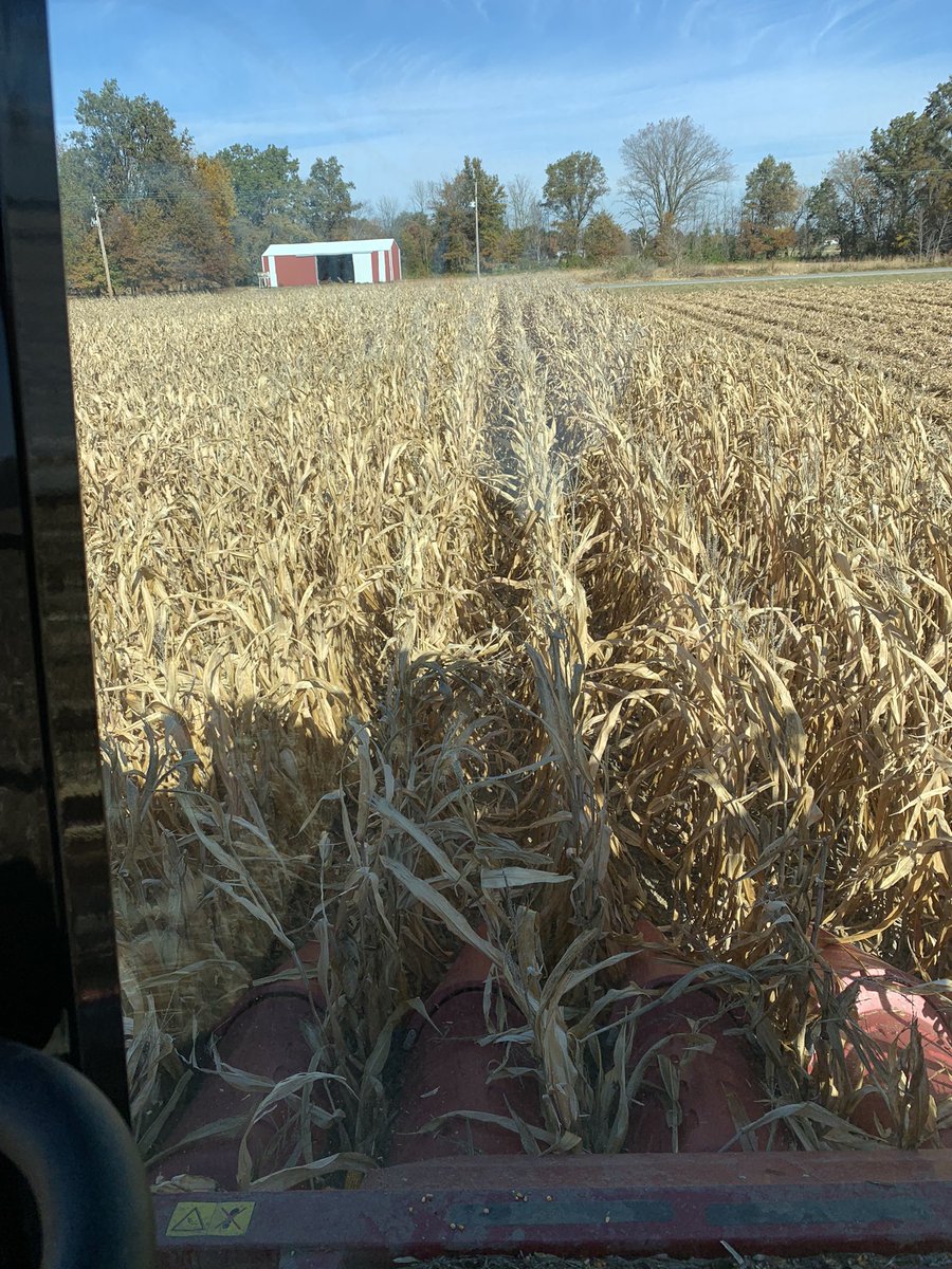 Just so happened to snap a pic of the big winner 🏆 in this tough acre #DEKALB plot in Perry County, IL

DKC68-35 🐻‍❄️🐻‍❄️ this white cob hybrid went over 200 bu and has great late season intactness

<a href="/DKAS_SIL/">DEKALB Asgrow SIL</a> <a href="/Valier31/">Joshua Valier</a> <a href="/HaneyGrace/">Grace Haney</a> <a href="/Southern_fs_inc/">Southern FS</a> #Bayer4IL