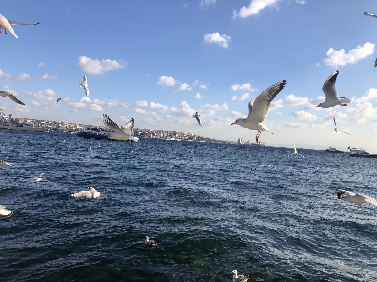 cgdeminel's tweet photo. #istanbul ‘daki yaşam mücadalesinin temisili🙄😅 https://t.co/79qfjjsyO9