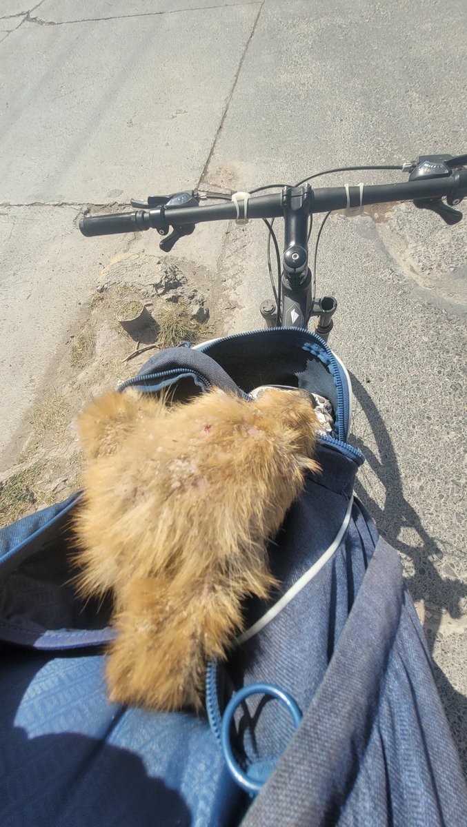LauMiiranda's tweet photo. Ayer rescaté este bebote de 4 a 5 meses cruzando la avenida las Américas, una avda bastante transitada por camiones con acoplado sobre todo. Yo volvía de entrenar y dejarlo ahí nunca fue opción. Lo cargué en mi mochila y le dije: https://t.co/i8DAkduZZX
