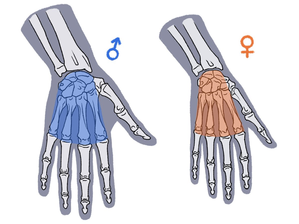 「イギリスの外科医ジョン・マーシャルによると、男性よりも女性の方が手根と足根の幅が」|伊豆の美術解剖学者のイラスト