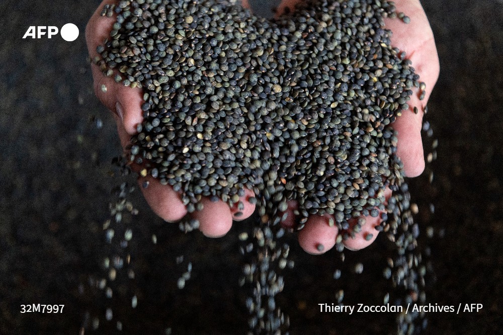 🚜 Le changement climatique aura-t-il raison de la lentille verte du Puy? En Haute-Loire, les mauvais rendements des dernières récoltes inquiètent les cultivateurs, mobilisés pour sauver "l'or du Velay"

➡️ u.afp.com/i5WU
✍🏻 <a href="/castella20/">Céline Castella</a> #AFP