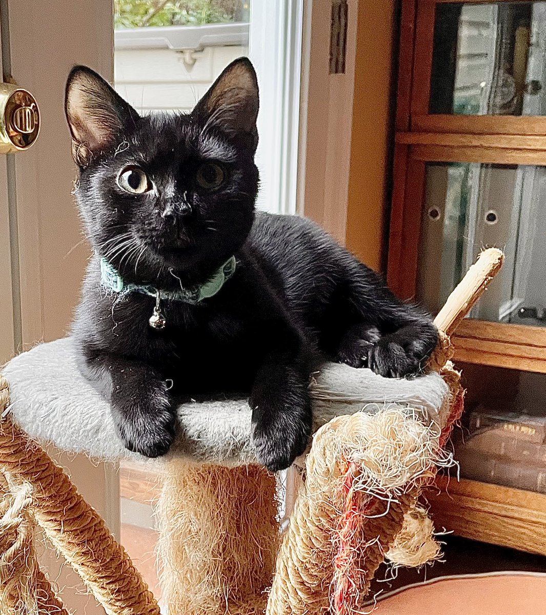 Did you know that black cats are the last to be adopted from shelters? Send us your black house panthers to show the world how happy they make you.