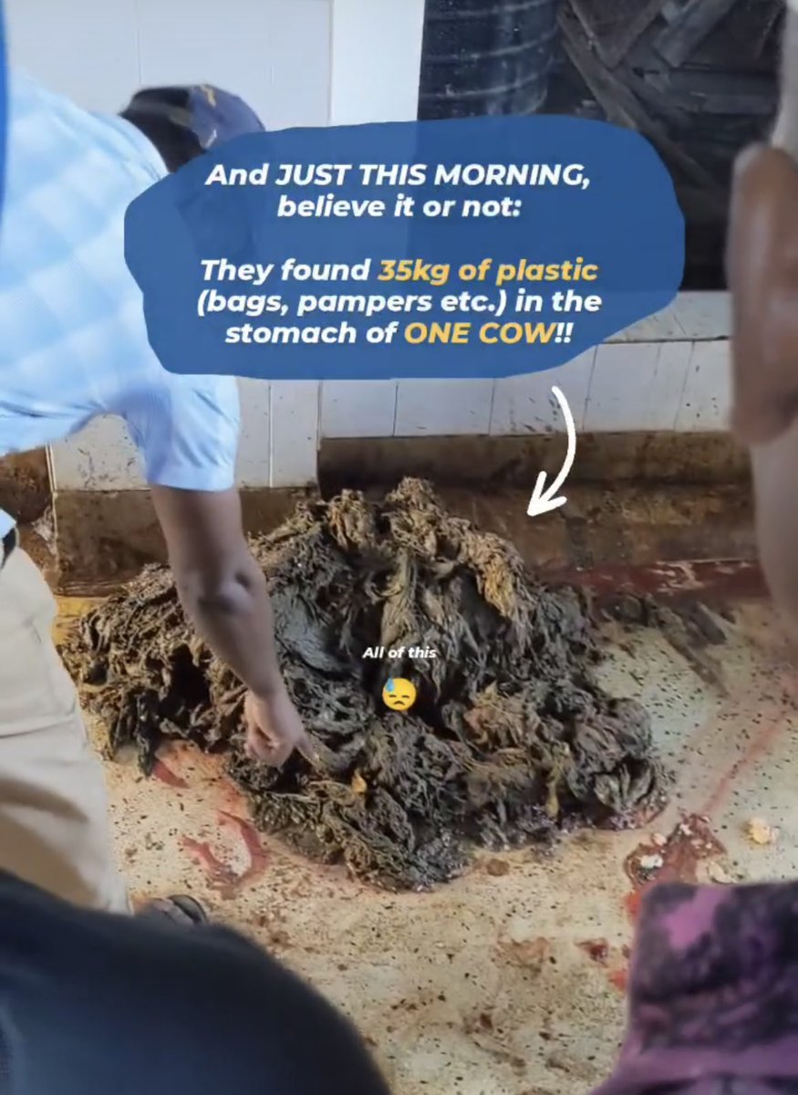 Visit to a local butchery with our students - the butcher has just removed 35kgs of undigested materials - plastics including diapers from ONE cow…