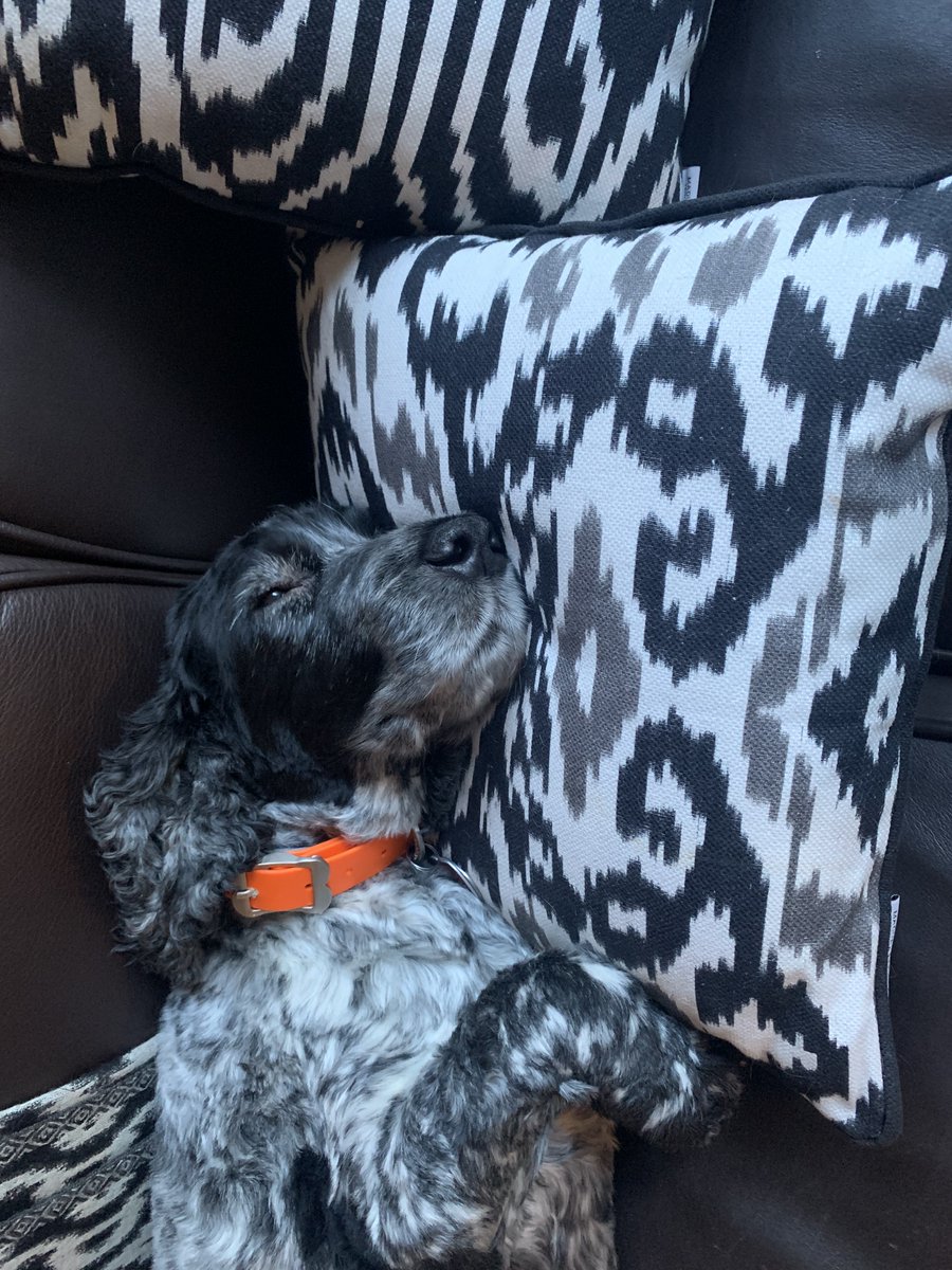 Andrew Weissmann 🌻 on Twitter "nap time"