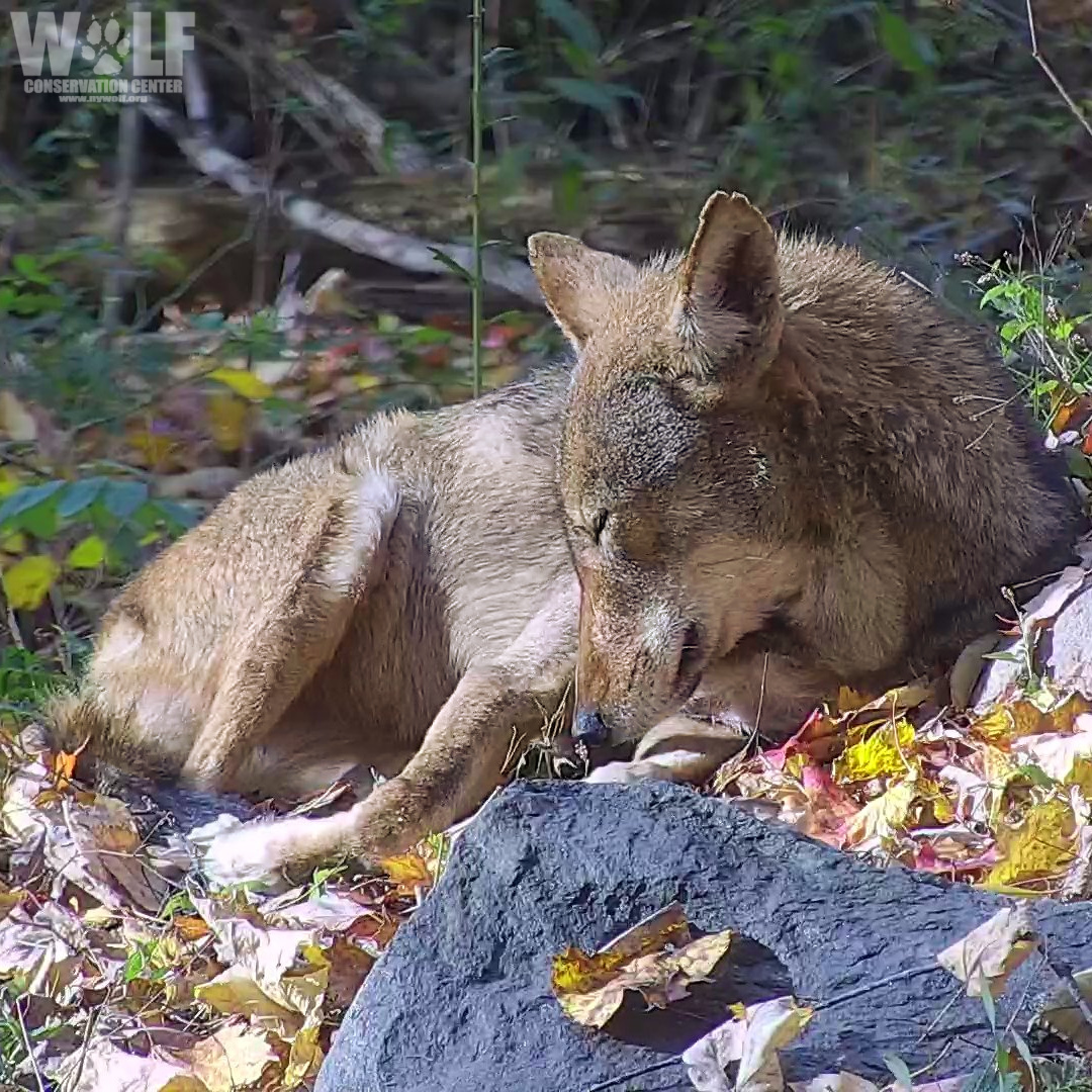 Red wolf Lava is basking in the morning sun 🐺 Join her now on #Twitch: twitch.tv/wolfconservati…