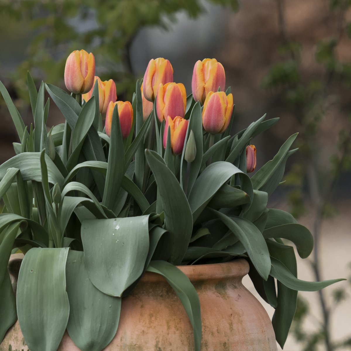 Next week is November and that’s the month to start planting tulip bulbs. Head to crocus.co.uk to shop up to 50% off bulbs. #mycrocus #tulips #springbulbs