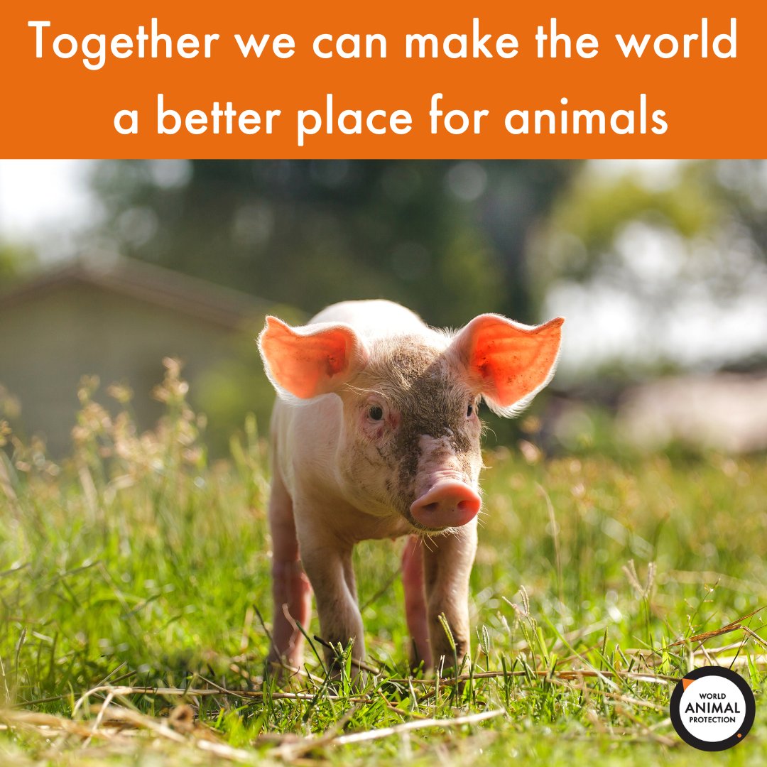 We’re on a mission to change the way the world works to end animal cruelty and suffering. Forever. With you by our side, we can make the world better for animals. 🐷🧡