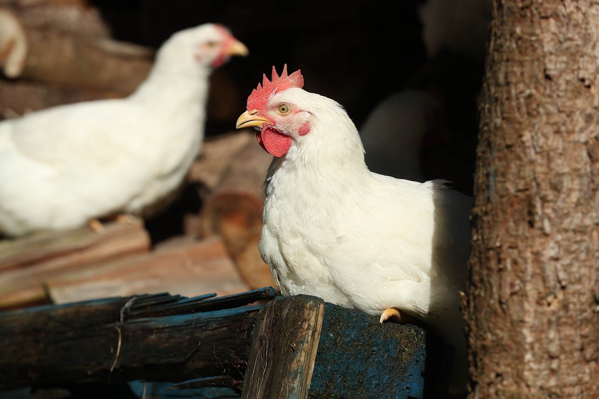 FarmersToMarket's tweet photo. Good things take time ⌛ Our chickens are free to roam under open skies and grow slowly, just as nature intended.

Find out more 👉 https://t.co/KdCRLBVE5Z

#FreeToRoam #GreenFarming #SlowFarming https://t.co/7eoG5N7qS4