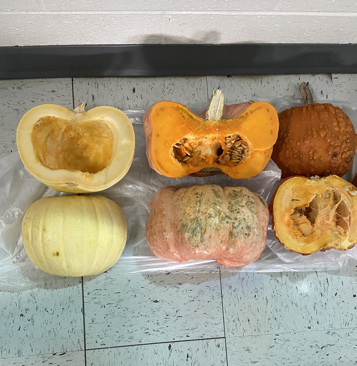 We’ve been studying pumpkins all week. Today we used our senses to explore the parts of different types of pumpkins. 🎃 <a href="/Cherokee_JCS/">Cherokee Elementary</a> <a href="/jcityTNschools/">JohnsonCitySchools</a>