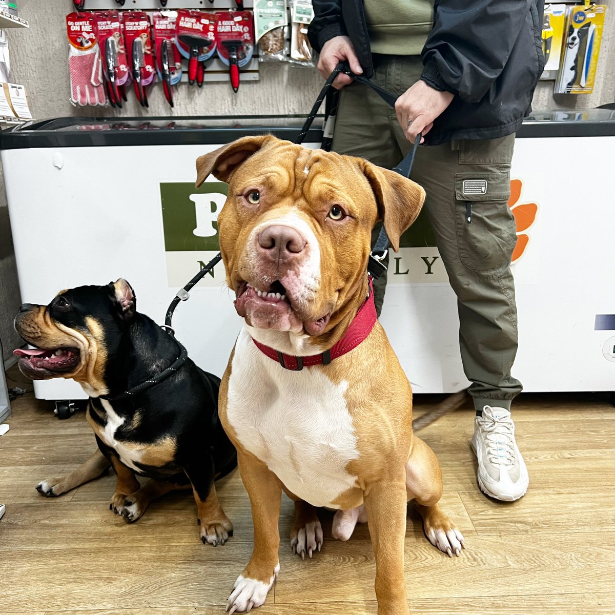 PawsNaturally's tweet image. Today we were lucky enough to meet the gorgeous Red &amp;amp; Luna and start them off on their raw fed journey! 🐾

#bully #bulliesoftwitter #bullylove