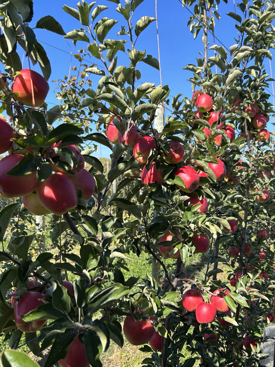 Apple harvest 2022 finished! This year was beset with challenges:
   Hail
   Equipment breakdowns
   DOL audits, etc.
But we made it through safely!  We hosted a celebratory dinner for our workers before they left for their next jobs. ❤️
