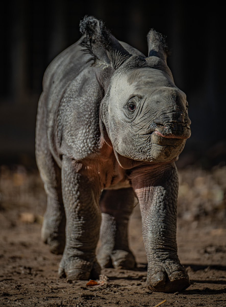 Chester Zoo on Twitter "Wholesome content Asha's little girl steps into the