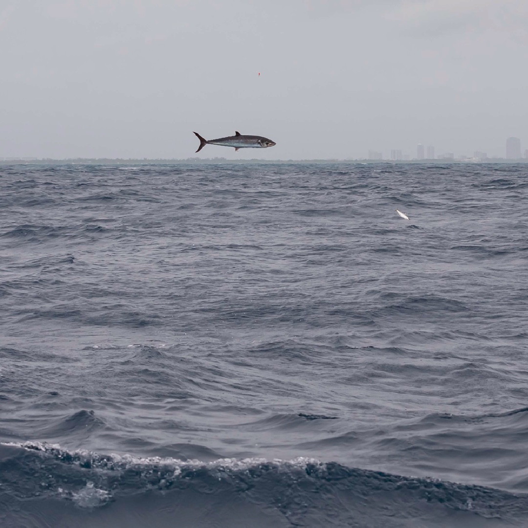 FIFRTV's tweet photo. With the help of @siriusxm_marine #FishMapping anglers are able to locate fishing hotspots right from their electronics. Check out this kingfish sky rocketing on a kite bait! https://t.co/9GC0VnOOum