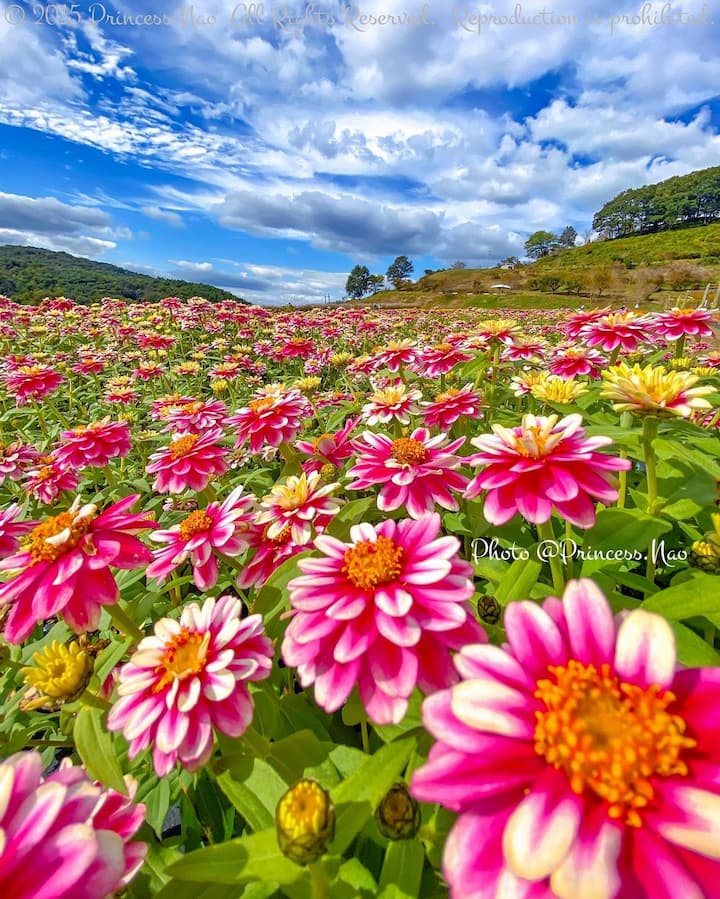 osalgado999's tweet photo. ¡Buenos días!
¡Feliz Viernes!
Cada día comienza de nuevo, para eso la vida nos regala estos lindos amaneceres. https://t.co/Pqys3l5D5O