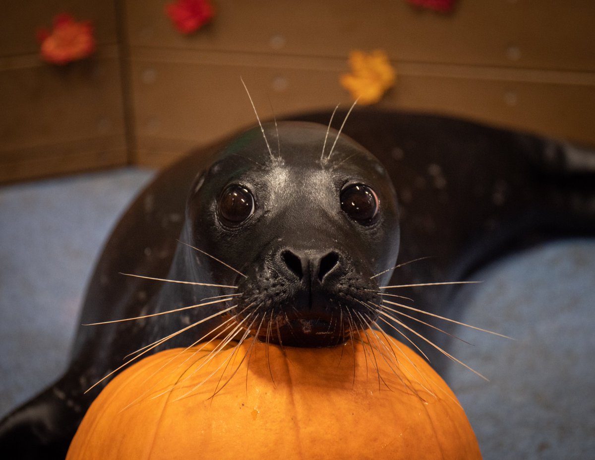 AnimalPlanet's tweet photo. Happy #Halloween from the adorable animals at @GeorgiaAquarium! 🎃

If one of these guys showed up at your doorstep for a trick or treat, what would you do? https://t.co/xKhlrBhica
