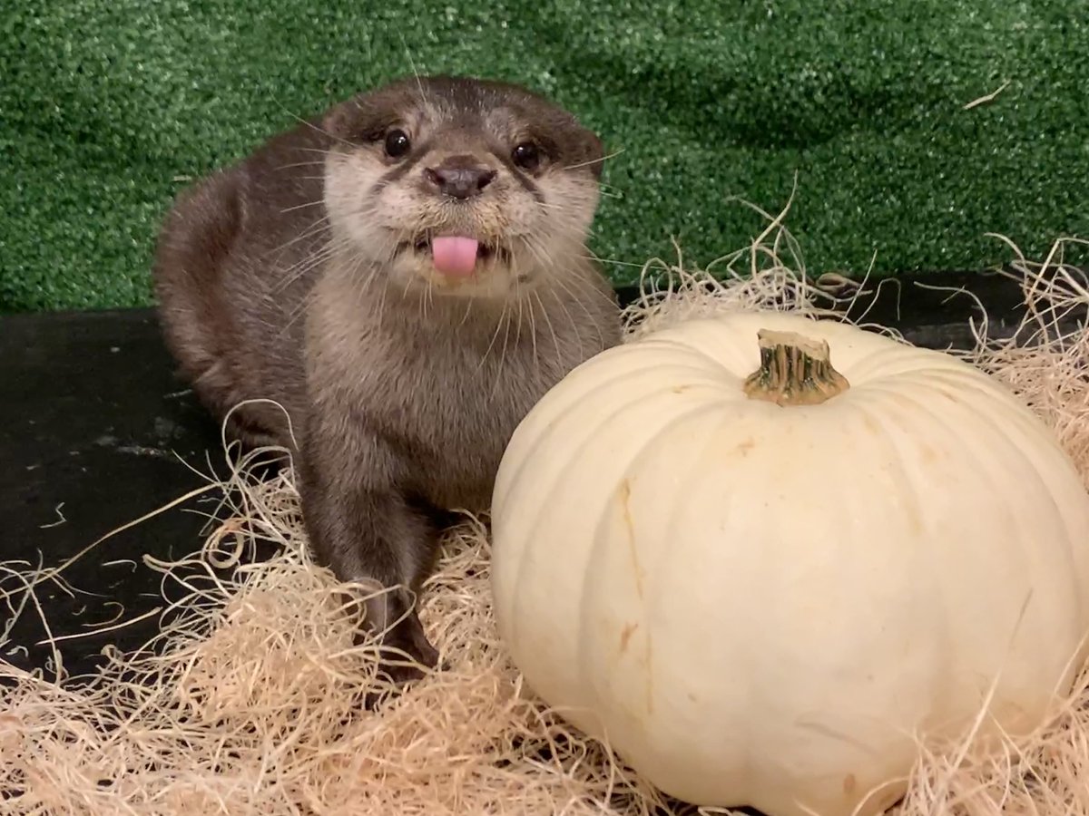 AnimalPlanet's tweet photo. Happy #Halloween from the adorable animals at @GeorgiaAquarium! 🎃

If one of these guys showed up at your doorstep for a trick or treat, what would you do? https://t.co/xKhlrBhica