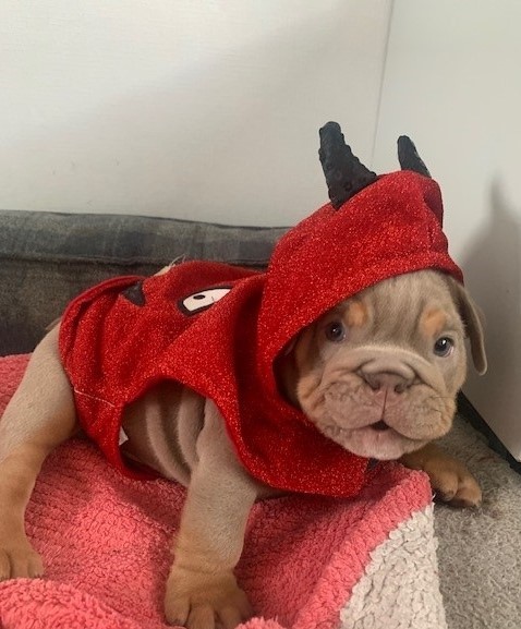 We're signing off soon for the weekend here at Cohesion! We'll leave you with this very cute picture of one of our team members' little pups ready for Halloween - definitely more of a treat than a trick.🎃