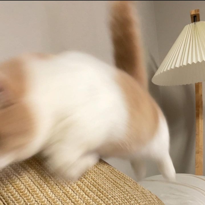 ᅟᅟᅟᅟ
Após a última foto não há fotos pois precisei travar uma batalha incessante com um garoto que simplesmente não queria largar a minha mão por nada - digo, só largou com petisco.